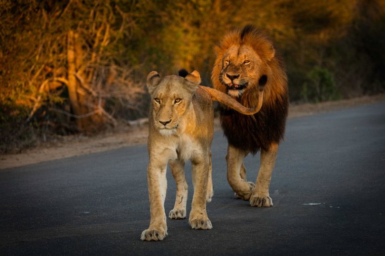 104 Kruger National Park, leeuwen.jpg